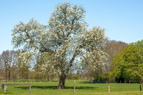 Flowering old pear tree