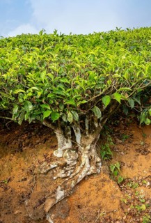 Tea shrub