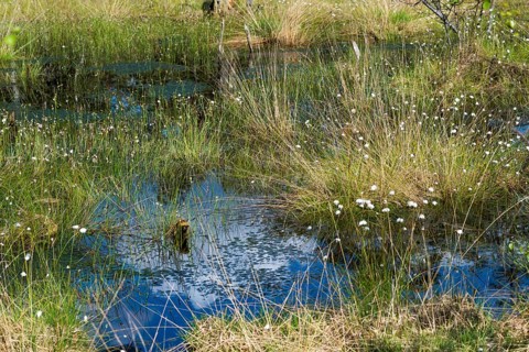 Scheiden-Wollgras or Scheidiges Wollgras