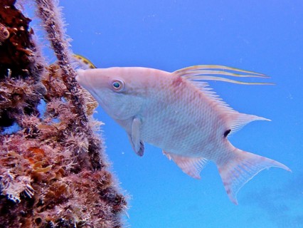Hogfish