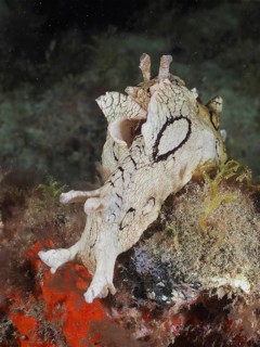 Sea snail spotted sea hare