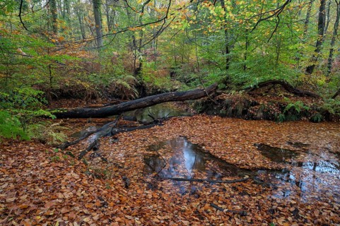 Stream in autumn