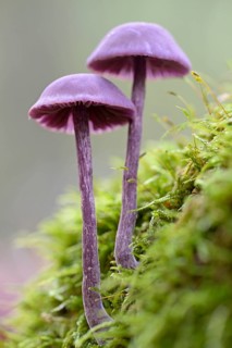 Amethyst deceiver