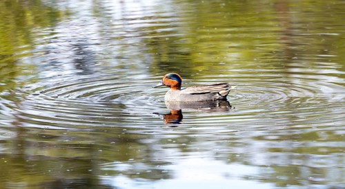 Common eurasian teal