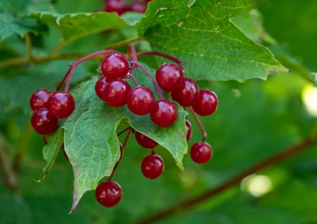 Guelder rose