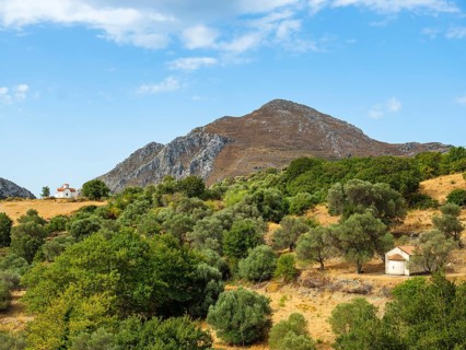 Two chapels in the olive grove
