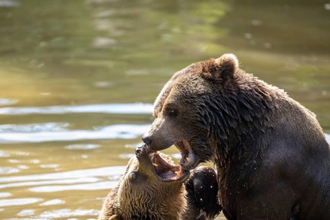 Brown bear in the animal enclosure