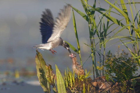 Black Tern