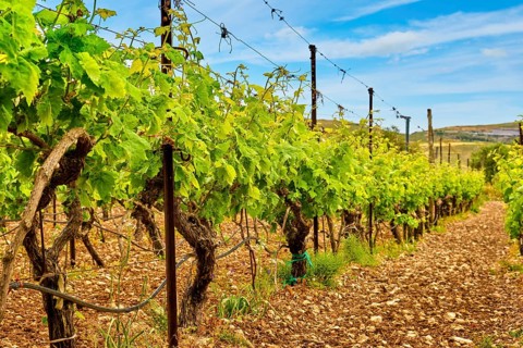 Beautiful landscape with rows of vines and distant mountains