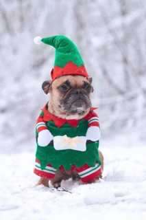 French Bulldog dog wearing a traditional cute Christmas elf costume with arms holding present in white snow winter landscape