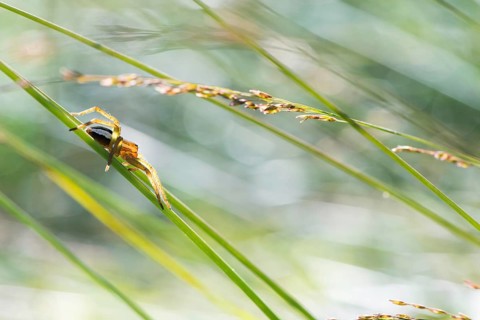 Raft spider