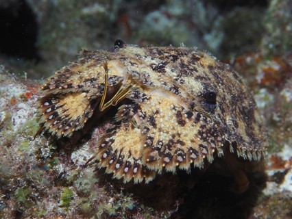 American bear crab