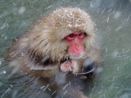 A snow monkey