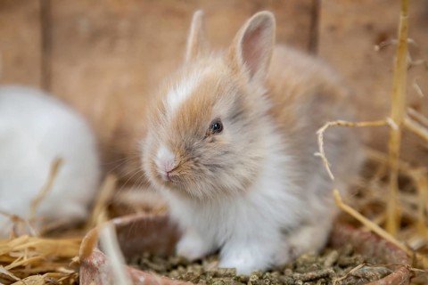 Pygmy rabbit