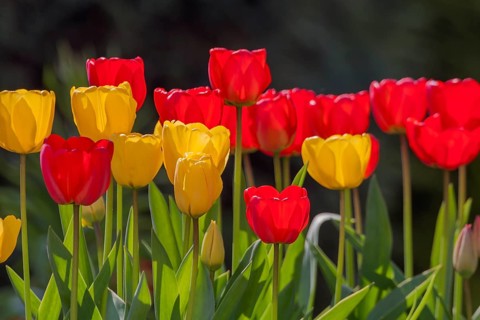 Yellow and red tulips