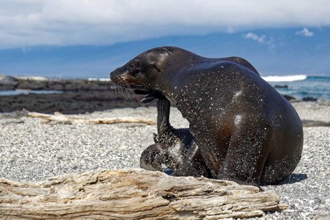Galapagos sea lion