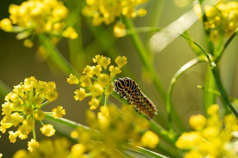 Swallowtail