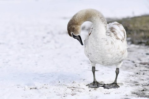 Young swan with brown patches in coat cleaning its feathers while standing in snow