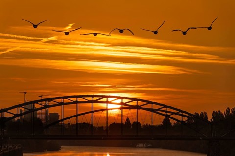 Migratory birds flying towards the sun rising behind the Deutschherrn Bridge in Frankfurt am Main