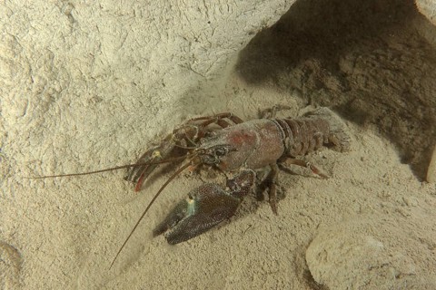 European crayfish