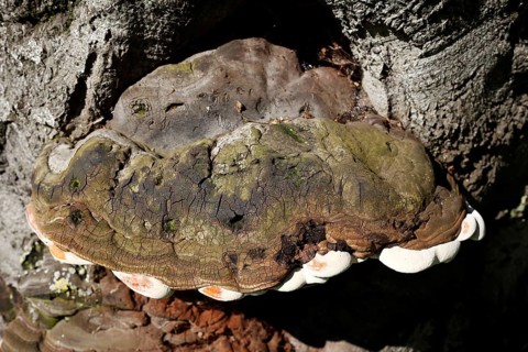 Tree sponge
