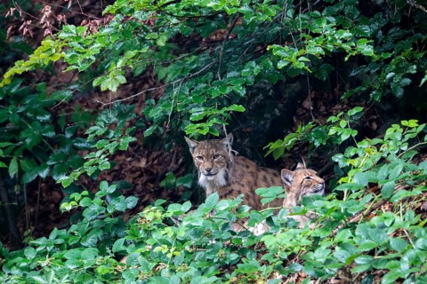 Two lynxes hidden in the animal enclosure