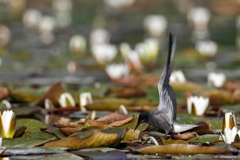 Black Tern