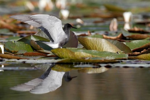 Black Tern