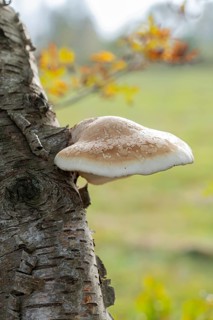 Birch polypore
