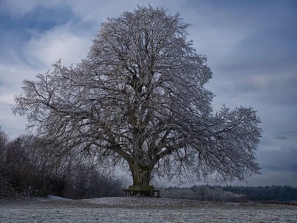 Large-leaved lime