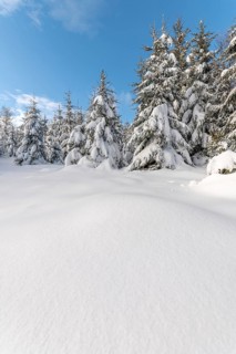 Fir forest under the snow in the mountains. Vosges