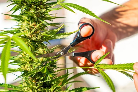 Marijuana buds being cut at a marijuana farm. medicinal cannabis