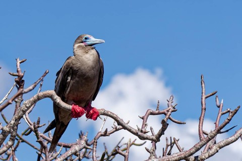 Red-footed Booby