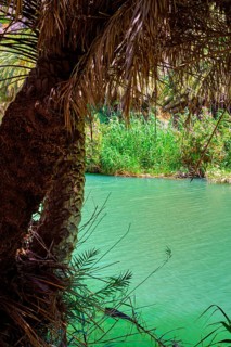 Preveli palm forest