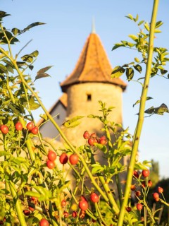 The red fruits of the rosehip