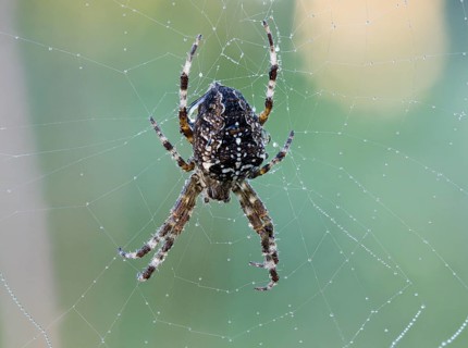 European garden spider