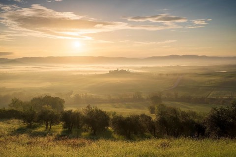 Poggio Covili estate with cypress