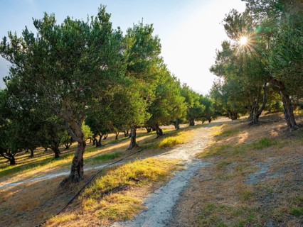 Olive trees in the sunlight