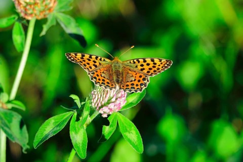 Queen of spain fritillary