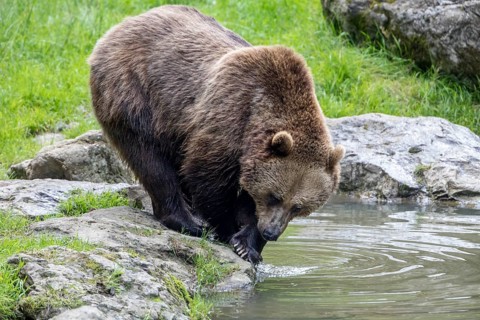 Brown bear in the animal enclosure