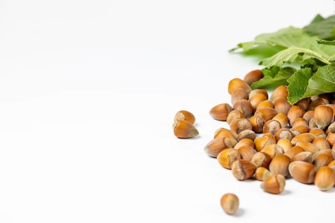 Hazelnuts in shell and hazelnut bush leaves