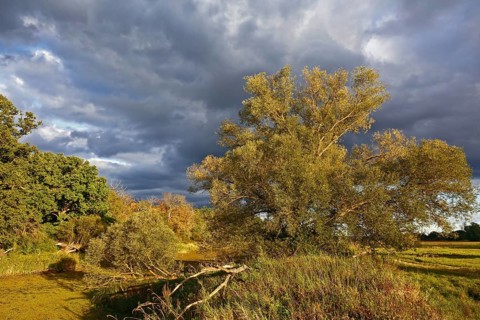 Autumn atmosphere at an oxbow lake in the floodplain forest