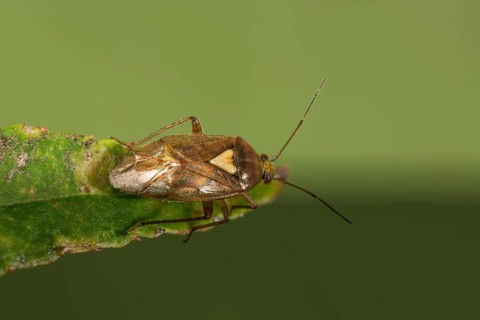 Common meadow bug