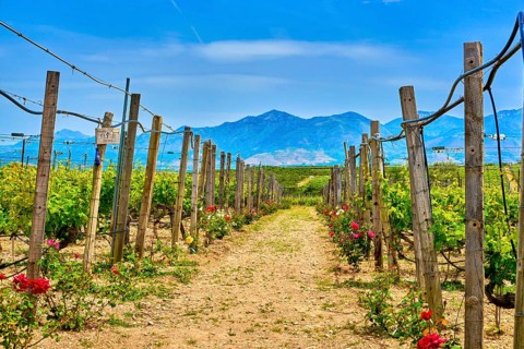 Beautiful landscape with rows of vines