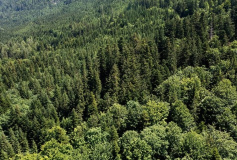 Drone shot