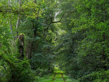 Deciduous forest and hiking trail in the Spreewald biosphere reserve