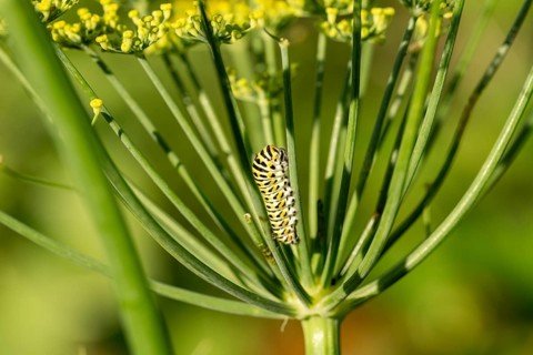 Swallowtail