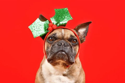 French Bulldog dog with Christmas mistletoe headband on red background