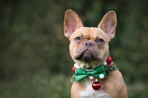 Red fawn French Bulldog dog wearing seasonal Christmas collar with green bow tie on blurry green background with copy space