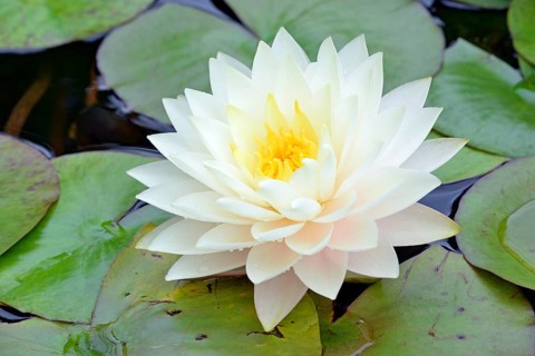Water lily